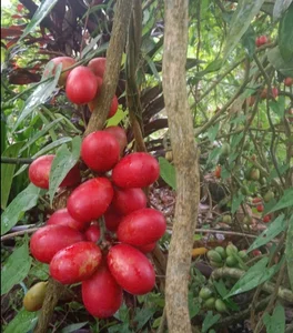 From Wild Fruit to Summer Delicacy: The Rise of the 250,000 VND/kg Specialty - image 3
