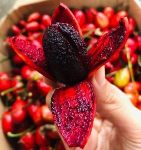 From Wild Fruit to Summer Delicacy: The Rise of the 250,000 VND/kg Specialty - image 1