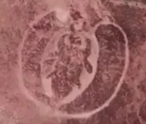 Unlocking the Past: 12,000-Year-Old Petroglyphs Reveal Ancient Civilizations - image 4