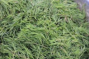 Surprising Wild Plants That Are Making Farmers Rich Today - image 7