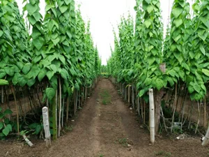 Surprising Wild Plants That Are Making Farmers Rich Today - image 1