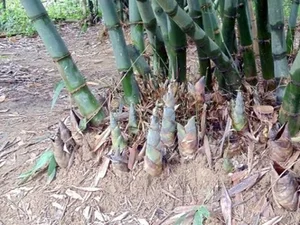 Surprising Wild Plants That Are Making Farmers Rich Today - image 5