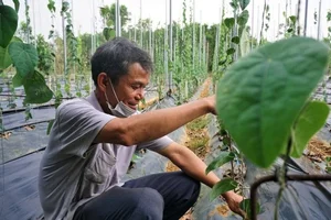 Surprising Wild Plants That Are Making Farmers Rich Today - image 3