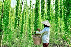 Surprising Wild Plants That Are Making Farmers Rich Today - image 2