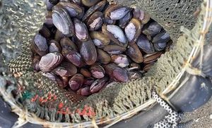 From 'Cheap' to 'Royal': The Rising Value of Traditional Delicacies - image 0