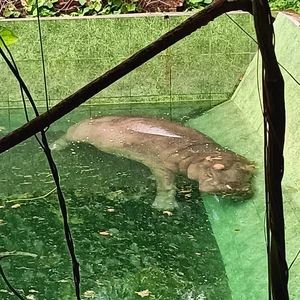 Visitors to Saigon Zoo and Botanical Gardens Surprised by This Unusual Animal - image 1