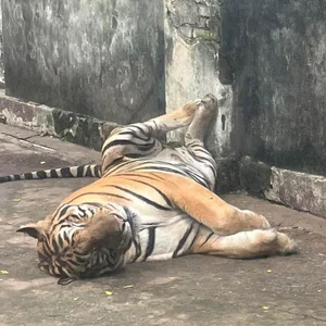 Visitors to Saigon Zoo and Botanical Gardens Surprised by This Unusual Animal - image 0