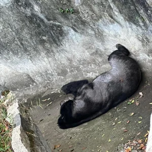 Visitors to Saigon Zoo and Botanical Gardens Surprised by This Unusual Animal - image 2