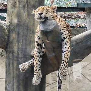 Visitors to Saigon Zoo and Botanical Gardens Surprised by This Unusual Animal - image 4