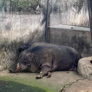 Visitors to Saigon Zoo and Botanical Gardens Surprised by This Unusual Animal - image 3
