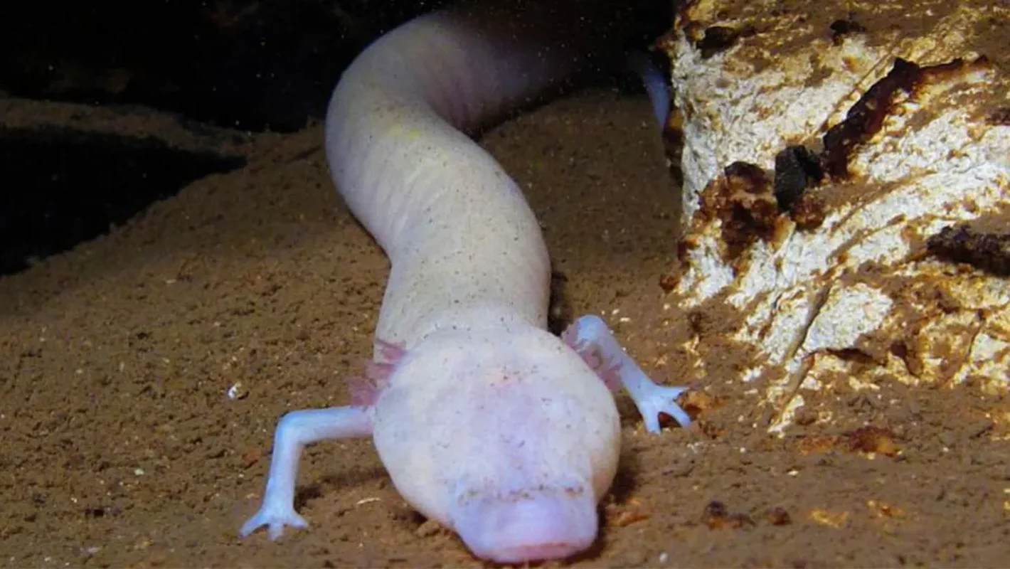 Scientific Community Stunned as Rare Creature Once Thought Mythical is Spotted in the Wild
