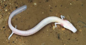 Scientific Community Stunned as Rare Creature Once Thought Mythical is Spotted in the Wild - image 2