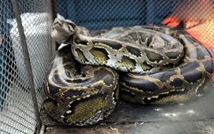 Shocking Discovery: Mysterious 'Beast' Sneaks Into Chicken Coop for Unbelievable Act - image 7