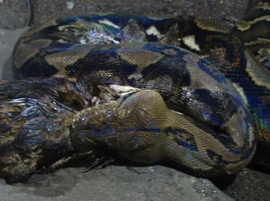 Shocking Discovery: Mysterious 'Beast' Sneaks Into Chicken Coop for Unbelievable Act - image 3
