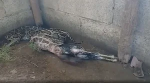 Shocking Discovery: Mysterious 'Beast' Sneaks Into Chicken Coop for Unbelievable Act - image 6