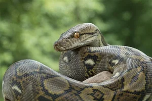 Shocking Discovery: Mysterious 'Beast' Sneaks Into Chicken Coop for Unbelievable Act - image 2
