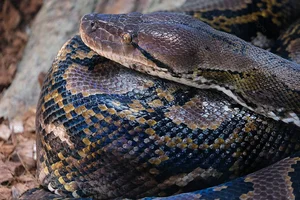 Shocking Discovery: Mysterious 'Beast' Sneaks Into Chicken Coop for Unbelievable Act - image 4