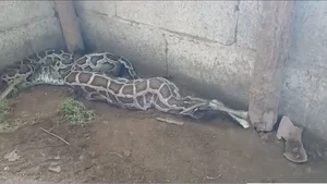 Shocking Discovery: Mysterious 'Beast' Sneaks Into Chicken Coop for Unbelievable Act - image 8