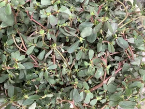Incredible Wild Vegetables with Ginseng Like Benefits in Vietnamese Markets - image 2