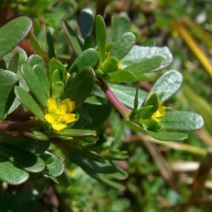 Incredible Wild Vegetables with Ginseng Like Benefits in Vietnamese Markets - image 4