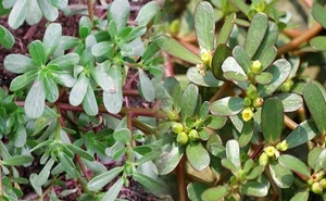 Incredible Wild Vegetables with Ginseng Like Benefits in Vietnamese Markets - image 8