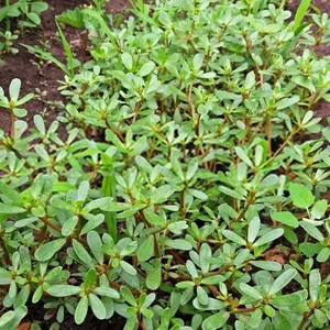 Incredible Wild Vegetables with Ginseng Like Benefits in Vietnamese Markets - image 9