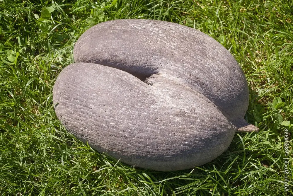 Astonishing Coco de Mer: Discover the world's largest sea coconut seed, weighing 25kg, unique to Seychelles!