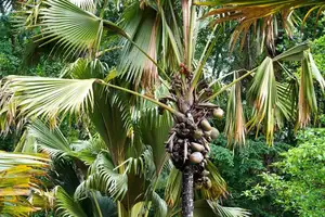 Astonishing Coco de Mer: Discover the world's largest sea coconut seed, weighing 25kg, unique to Seychelles! - image 3