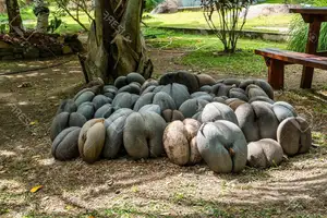 Astonishing Coco de Mer: Discover the world's largest sea coconut seed, weighing 25kg, unique to Seychelles! - image 2
