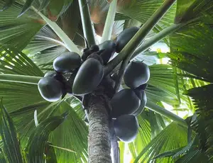 Astonishing Coco de Mer: Discover the world's largest sea coconut seed, weighing 25kg, unique to Seychelles! - image 7