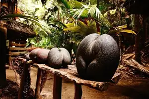 Astonishing Coco de Mer: Discover the world's largest sea coconut seed, weighing 25kg, unique to Seychelles! - image 1