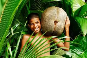 Astonishing Coco de Mer: Discover the world's largest sea coconut seed, weighing 25kg, unique to Seychelles! - image 5