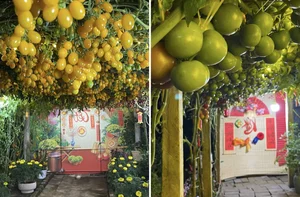 AI-Inspired Tomato Garden Becomes a Viral Check-In Spot for Spring - image 2