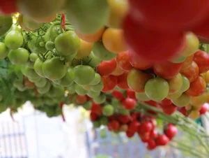 AI-Inspired Tomato Garden Becomes a Viral Check-In Spot for Spring - image 7