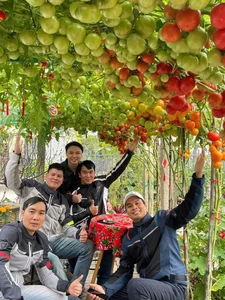 AI-Inspired Tomato Garden Becomes a Viral Check-In Spot for Spring - image 8