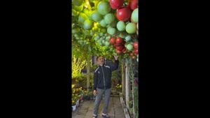 AI-Inspired Tomato Garden Becomes a Viral Check-In Spot for Spring - image 11