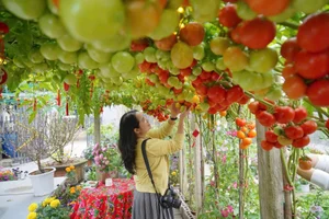 AI-Inspired Tomato Garden Becomes a Viral Check-In Spot for Spring - image 10