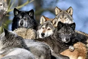 Debunking the Myths of Wolf Pack Social Structure - image 5