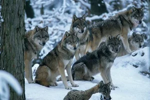 Debunking the Myths of Wolf Pack Social Structure - image 8