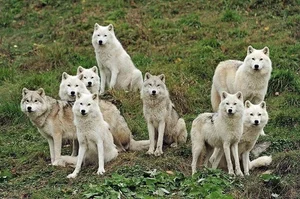 Debunking the Myths of Wolf Pack Social Structure - image 3