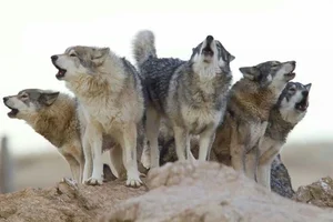 Debunking the Myths of Wolf Pack Social Structure - image 7