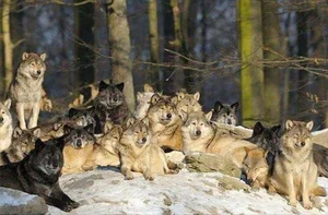 Debunking the Myths of Wolf Pack Social Structure - image 1