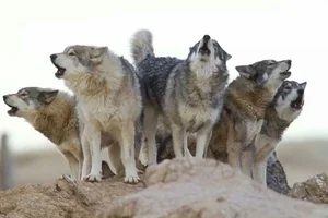 Debunking the Myths of Wolf Pack Social Structure - image 0
