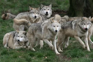 Debunking the Myths of Wolf Pack Social Structure - image 2