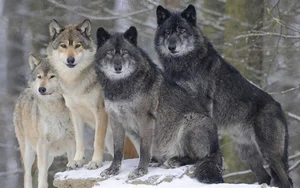 Debunking the Myths of Wolf Pack Social Structure - image 4