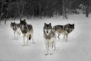 Debunking the Myths of Wolf Pack Social Structure - image 6