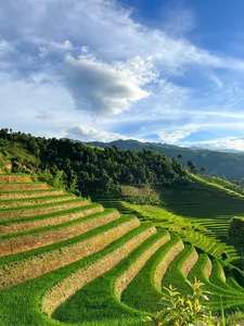 Mu Cang Chai: A Green Paradise During the Rice Season - image 8