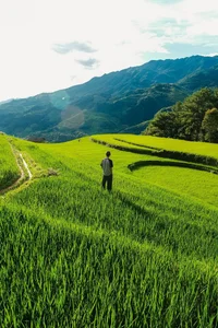 Mu Cang Chai: A Green Paradise During the Rice Season - image 9