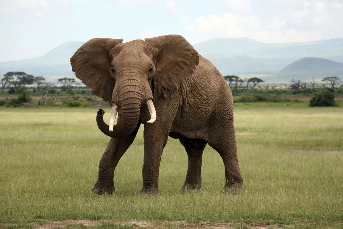 Top 8 Largest Animals on Earth: Discover the Giants of Nature