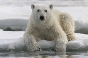 Top 8 Largest Animals on Earth: Discover the Giants of Nature - image 4